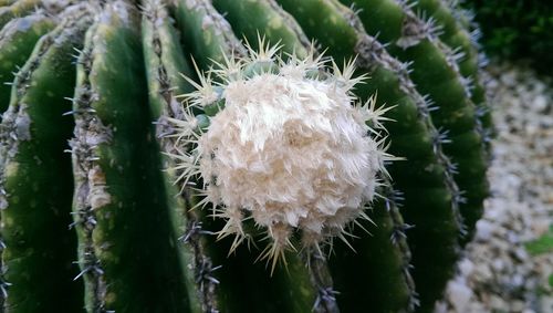 Close-up of cactus plant