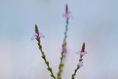 Low angle view of pink flowers against sky