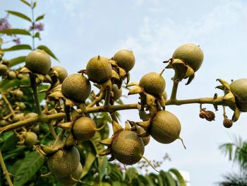 Low angle view of fruits growing on tree