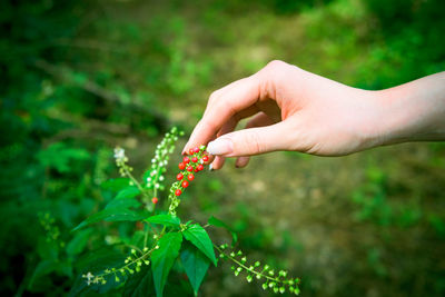 Cropped image of woman hand plucking berries outdoors