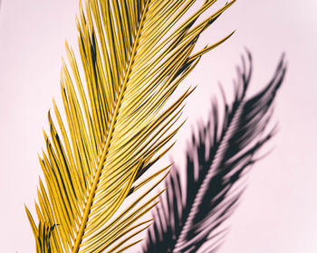 Close-up of palm tree against sky