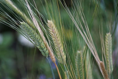 Close-up of wheat growing on field