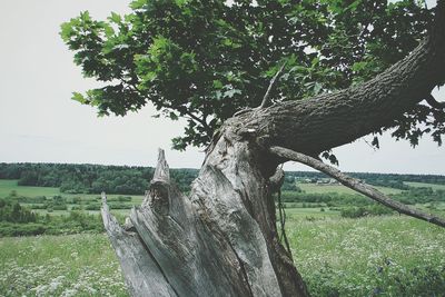 Horse by tree against sky