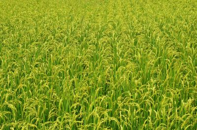 Full frame shot of wheat field