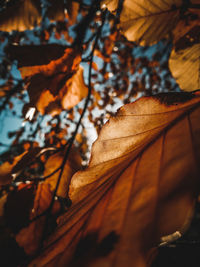 Close-up of dry maple leaves on tree