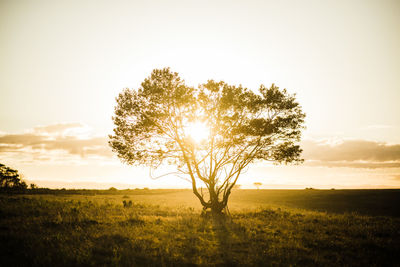 Trees on field against sky during sunset