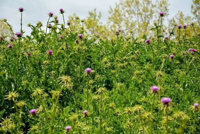 Close-up of purple flowering plants on field