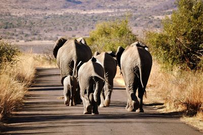 Rear view of elephants walking on road