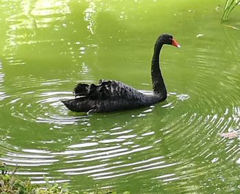 Black swan swimming in water