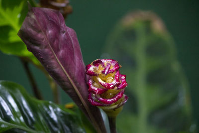 Close-up of wet flower blooming outdoors