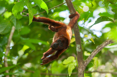 Red howler monkey - alouatta seniculus in tambopata national reserve, peru