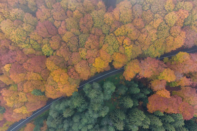 High angle view of yellow autumn leaves on tree