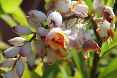 Close-up of flowers