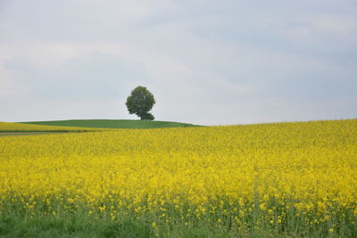 Scenic view of oilseed rape field against sky