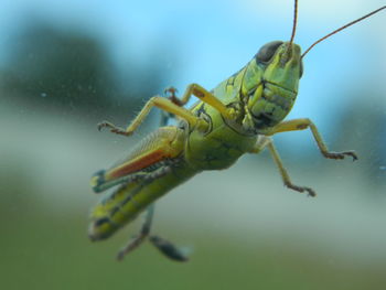 Close-up of insect on water