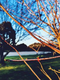 Close-up of fruit growing on tree against sky