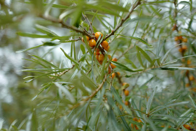 Close-up of insect on plant