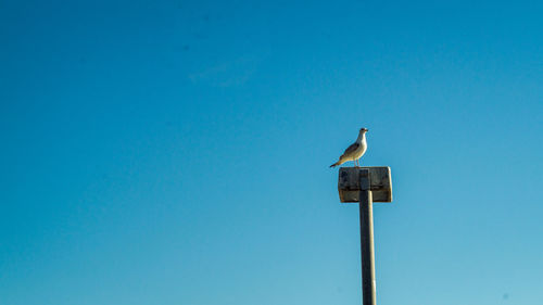 Low angle view of birds perching on wooden post