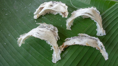 High angle view of dead fish on leaves