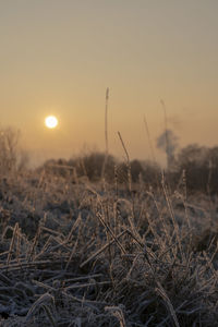 Close-up of plants on field against sky during sunset