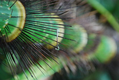 Close-up of plant