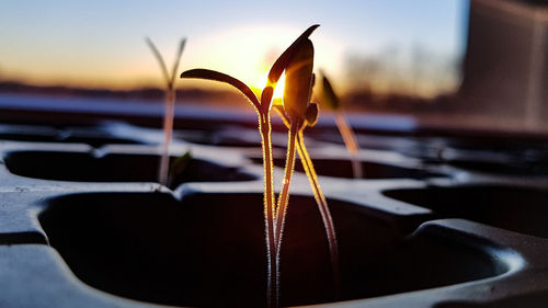 Close-up of leaf against sky during sunset