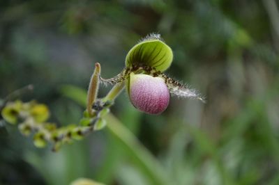 Close-up of fruits growing on plant