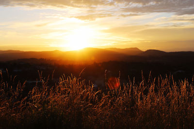 Plants on field against sky during sunset
