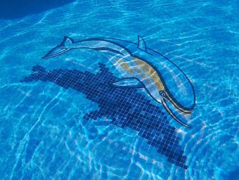 High angle view of turtle in swimming pool