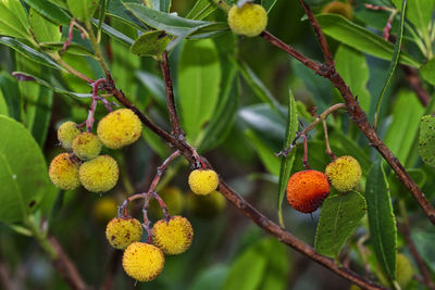 Fruit of the strawberry tree from mljet
