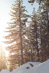 Low angle view of trees in winter against sky