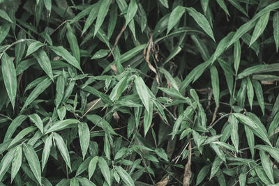 Full frame shot of fresh green leaves