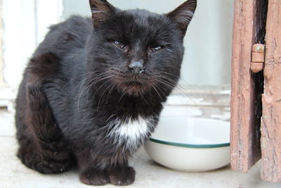 Close-up portrait of black cat