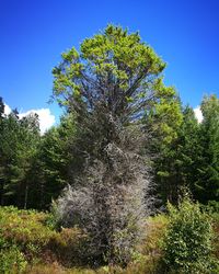 Scenic view of trees against blue sky