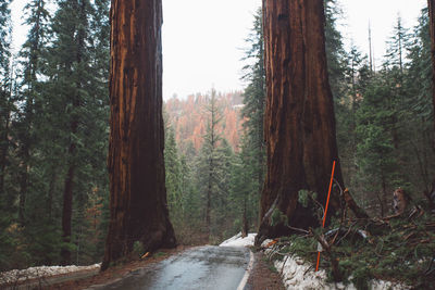 Pine trees in forest against sky