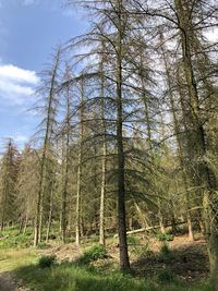 Low angle view of trees in forest against sky