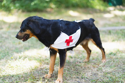 A black dog with a red cross sign.