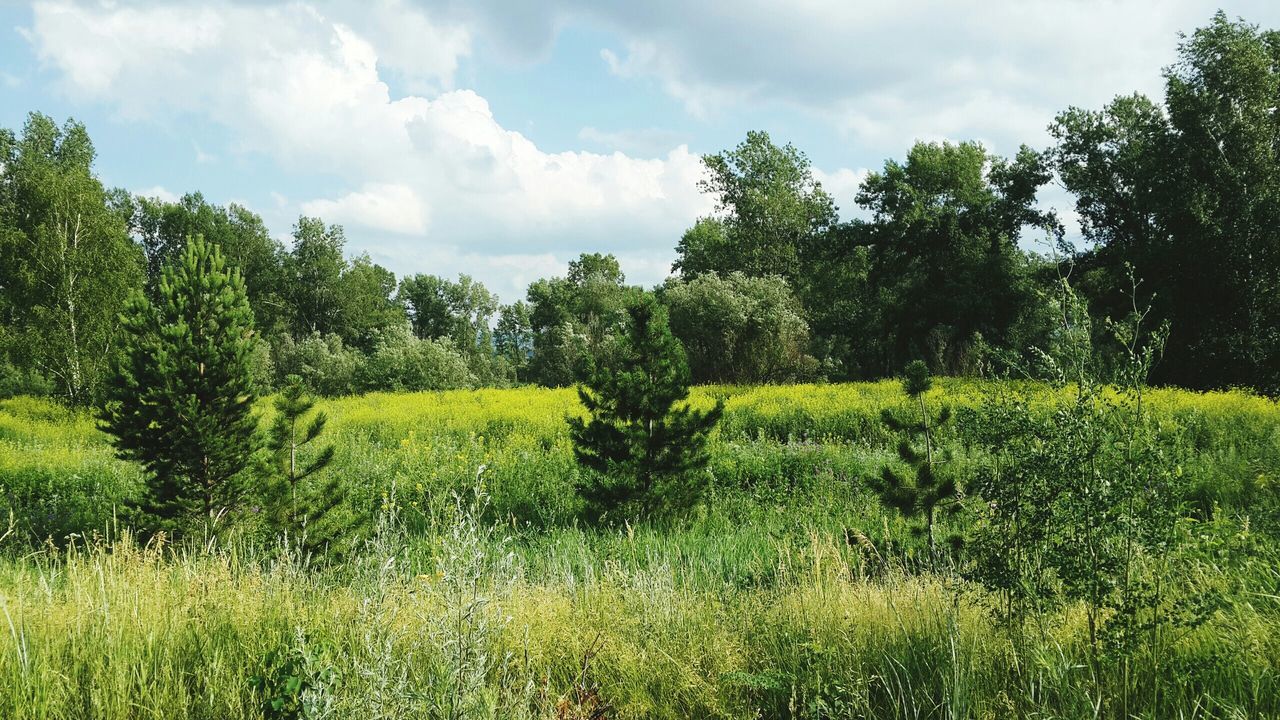 sky, growth, green color, grass, field, tranquil scene, tree, tranquility, landscape, cloud - sky, beauty in nature, nature, scenics, cloud, cloudy, grassy, rural scene, agriculture, green, lush foliage