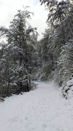 Close-up of trees against sky during winter