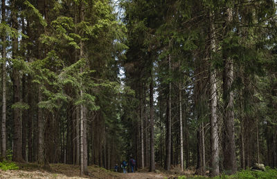 Pine trees in forest