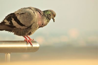 Close-up of bird perching on a metal