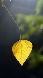 Alone yellow leaf with blur and dark background