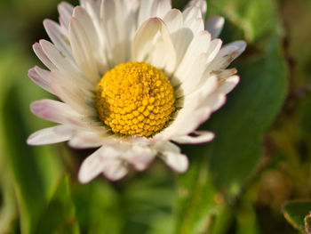 Close-up of white flower