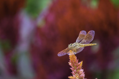 Close-up of insect on flower