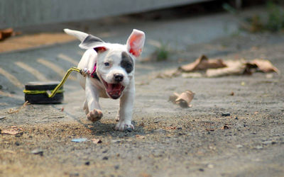 Portrait of dog running on landscape