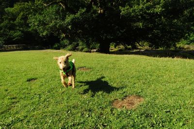 Dog in a field with shadow.