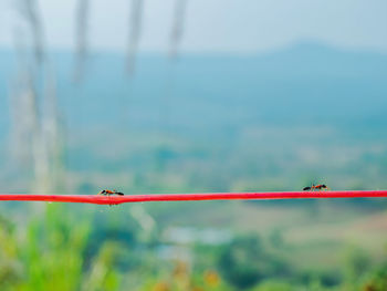 Close-up of rope and ant against blurred background tropical forest