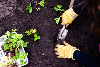 High angle view of person gardening