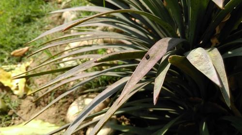 Close-up of palm tree