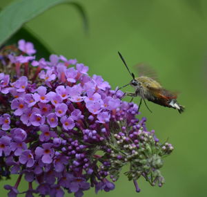 Close-up of insect on purple flowers